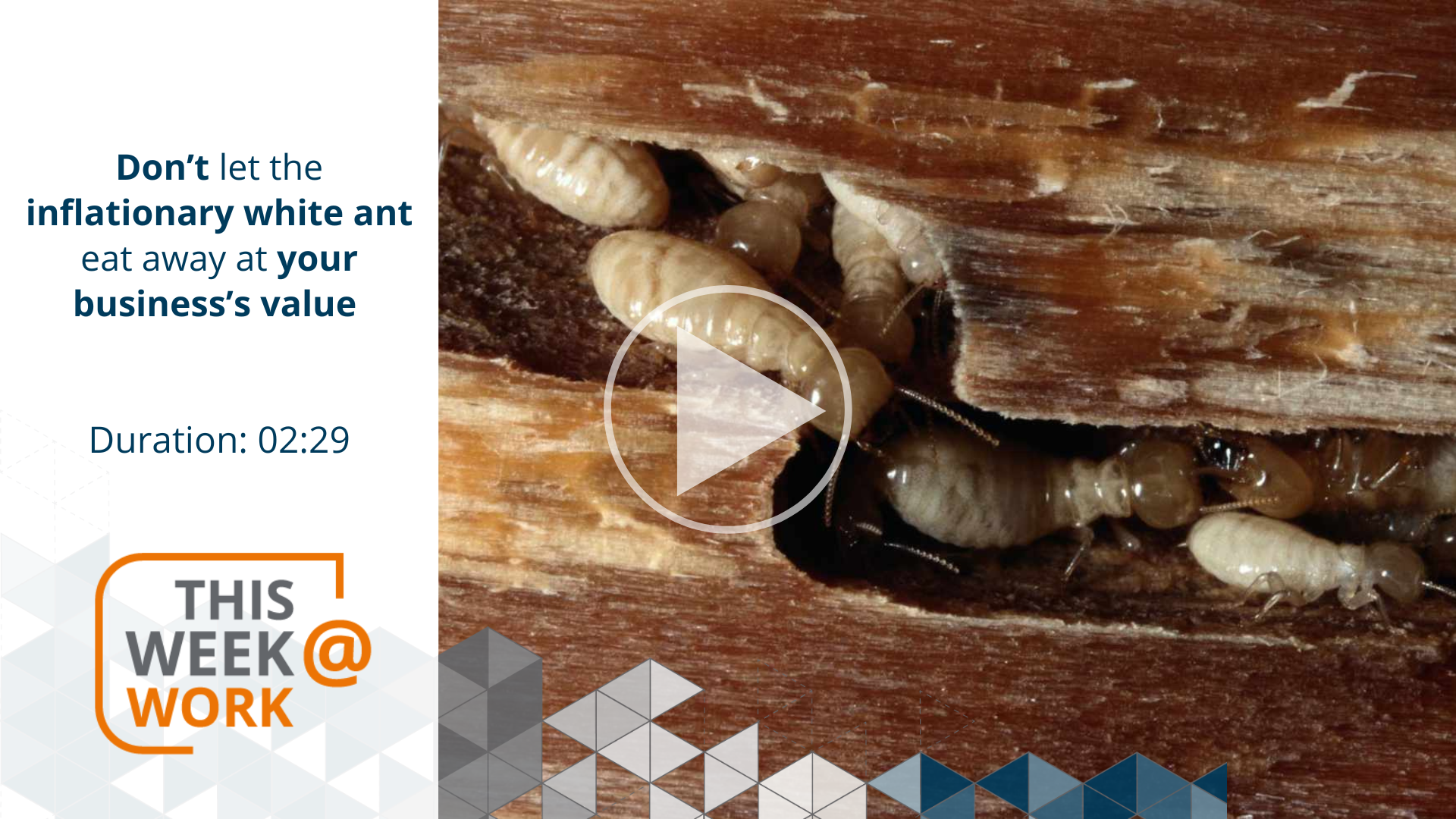 This Week@Work, business, owners, growth, inflationary environment, value, analogy, white ant